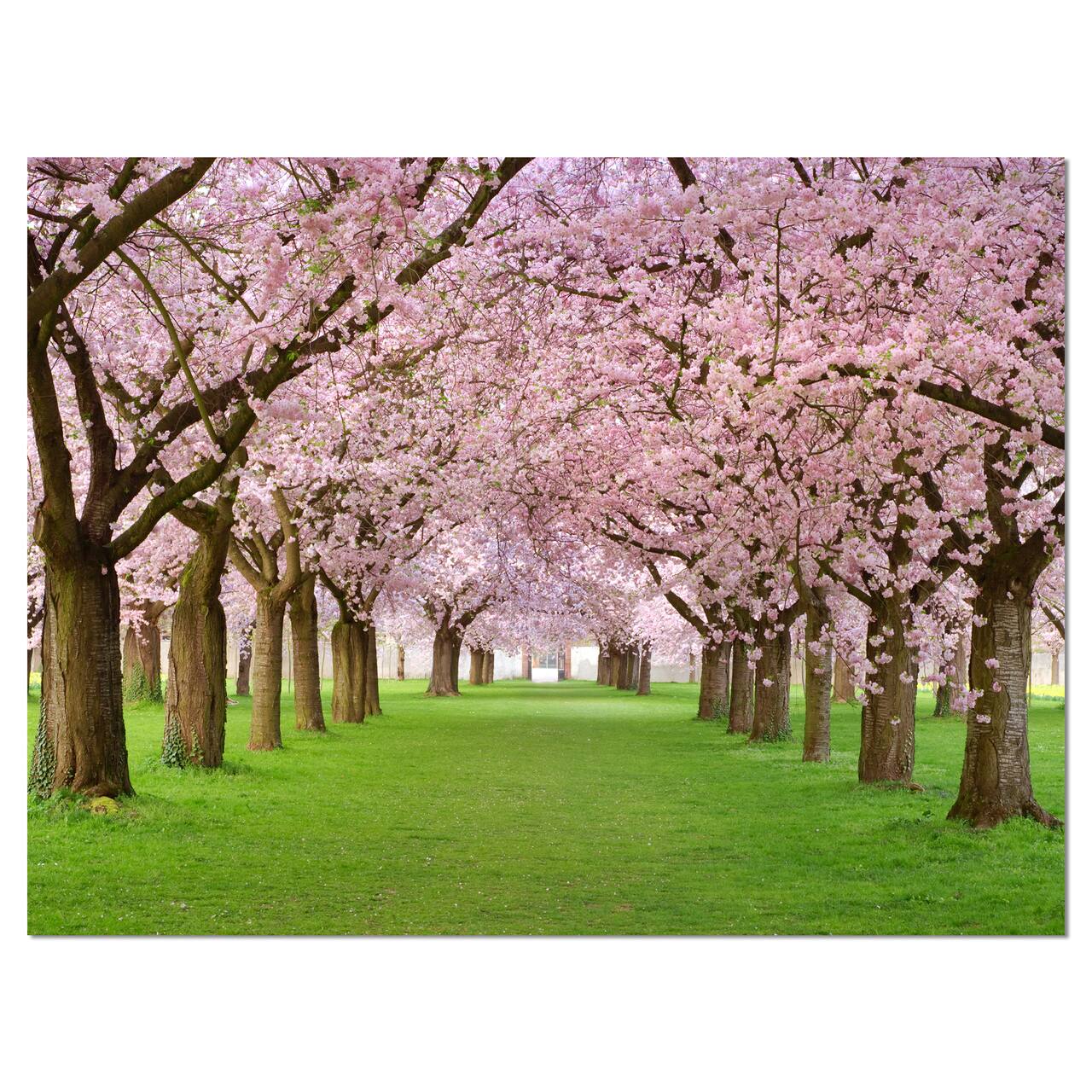 Designart - Stunning Cherry Blossoms Plenitude - Landscape Canvas Art Print